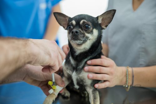 Urgències veterinàries 24 hores